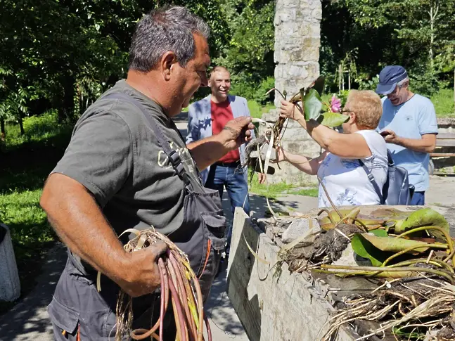 Започна засаждане на близо 200 ароматни водни лилии в парк „Кайлъка“