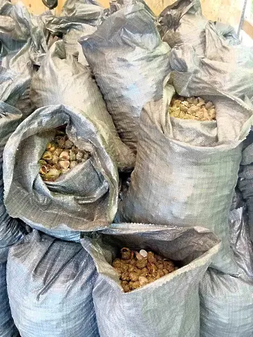 Засякоха камион с близо 4 тона рапани край Варна