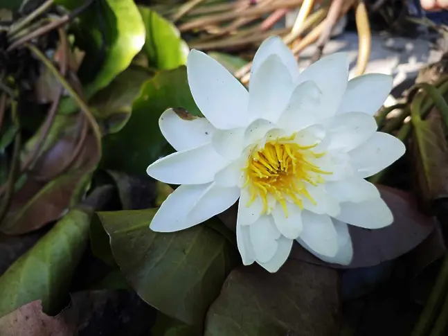 Започна засаждане на близо 200 ароматни водни лилии в парк „Кайлъка“