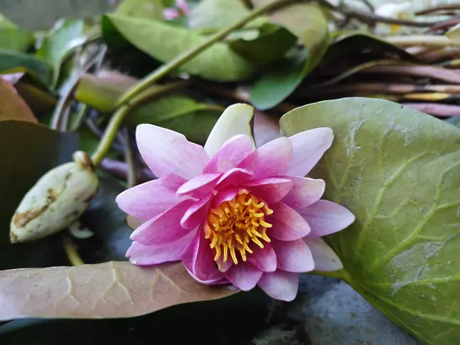 Започна засаждане на близо 200 ароматни водни лилии в парк „Кайлъка“