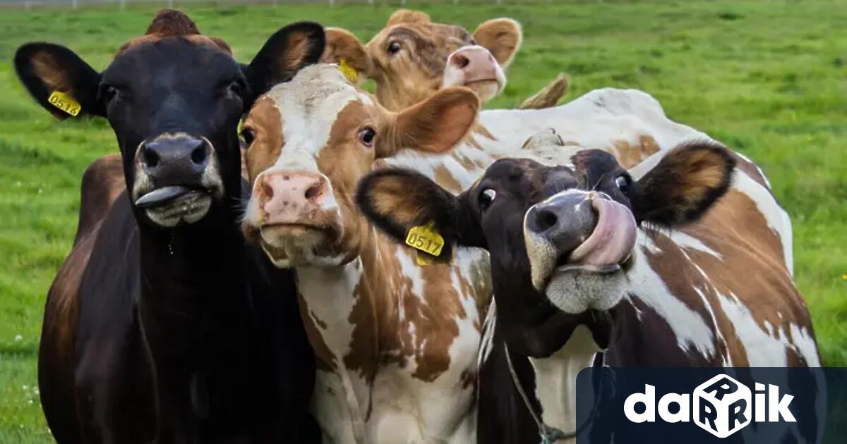 Бразилия е страна в която се отглеждат милиони крави но