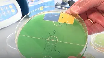 Бактерия ще предсказва резултата от мачовете на Европейското първенство по футбол