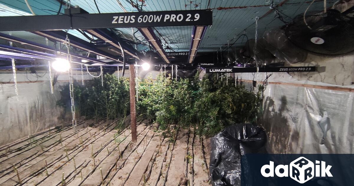 Оранжерия за отглеждане на марихуана е разкрита край Варна Те