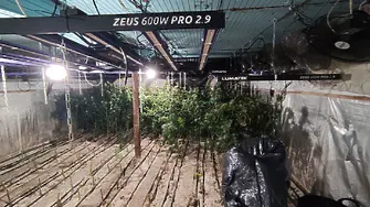 Разкриха оранжерия за марихуана край Варна (СНИМКИ)