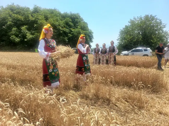 Министър Тахов: Над 6 млн. тона е очакваната реколта от пшеница за 2024 г.