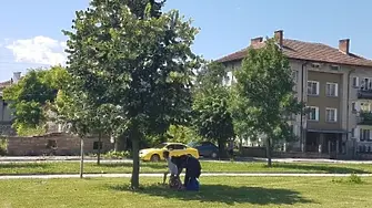 Кметът на община  Мездра забрани увреждането на дървета при брането на липов цвят