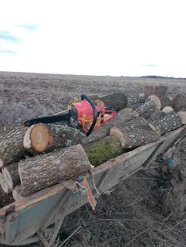 Над 650 са проверените обекти за добив на дървесина от горските служители на територията на СЗДП