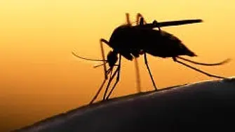 Наземна обработка срещу комари ще се извърши на 17 и 18 юни в Плевен