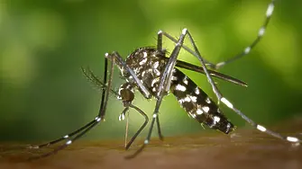 Има ли проблем с тигрови комари в България и какво да правим