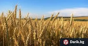 Изгоря пшеница в землището на с. Малорад - щетата се изчислява за 5 хиляди лв.