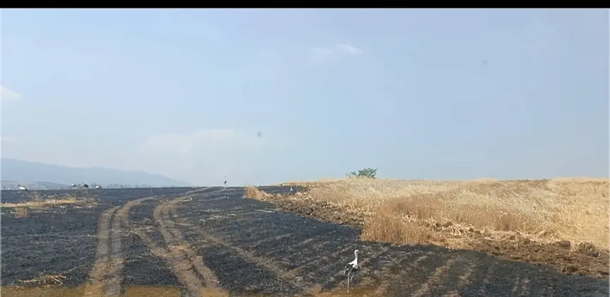 Пожар изпепели десетки декари пшеница 