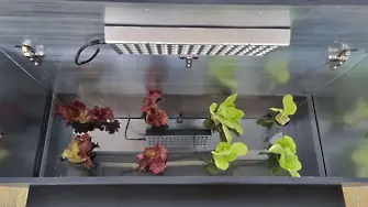 Варненски ученици изобретиха кутия за отглеждане на зеленчуци