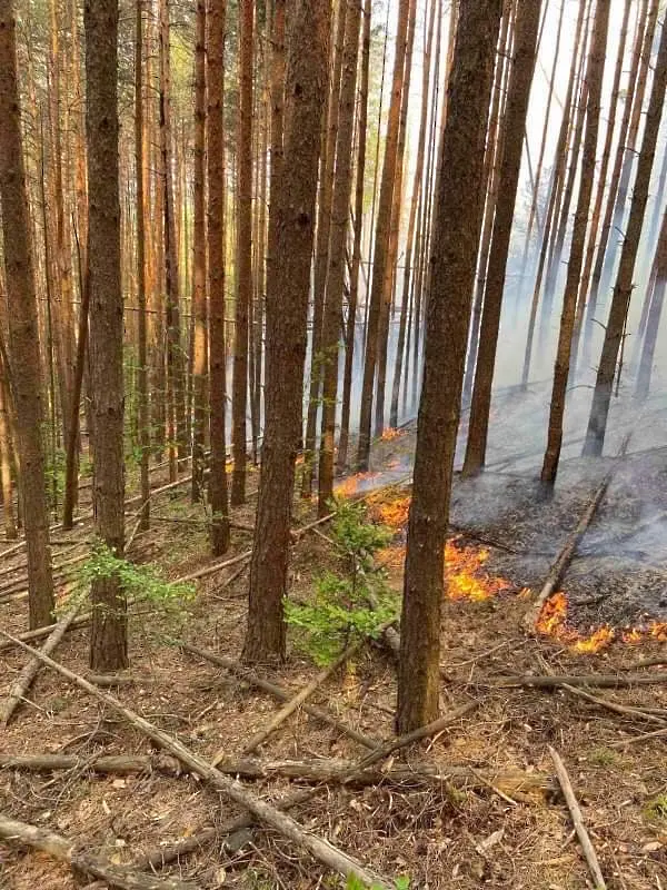 Екипи на ЮИДП се бориха с 10 горски пожара през последните дни