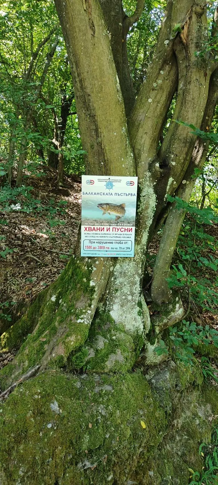 Югоизточно държавно предприятие започна зарибяване на планинските реки