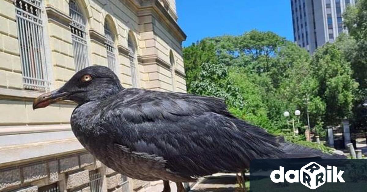 Черната чайка която се появи преди няколко дни във Варна