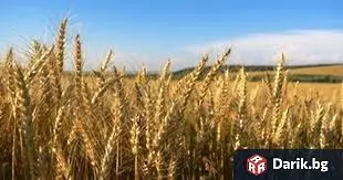 Запали се комбайн в землището на видинското с. Цар Петрово