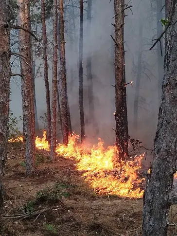 Обявиха частично бедствено положение в района на големия пожар в област Пловдив (снимки)