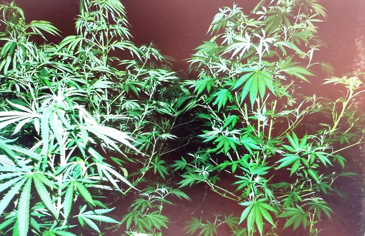 МВР откри по тъмно плантация с марихуана в Карнобатско 