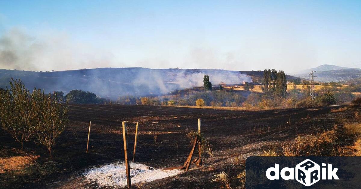 Помощ за изхранване на животните от пострадалите при големия пожар