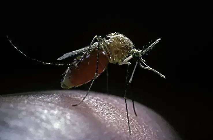 Пръскат срещу комари на 18 юли в Каварна и селата Камен бряг и Българево