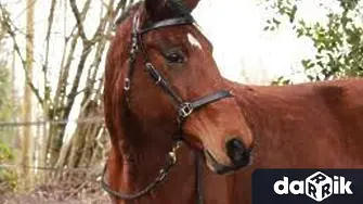 21-годишен открадна кобила - задържаха го 