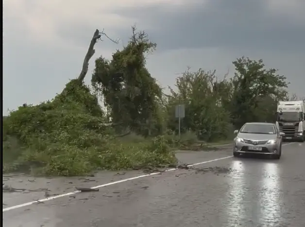 Паднали дървета и близо 5000 души за кратко без ток след бурята  в Русенско