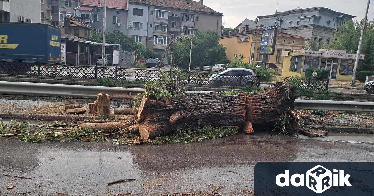 На горещия телефон на Община Плевен 064 881 323 за последния