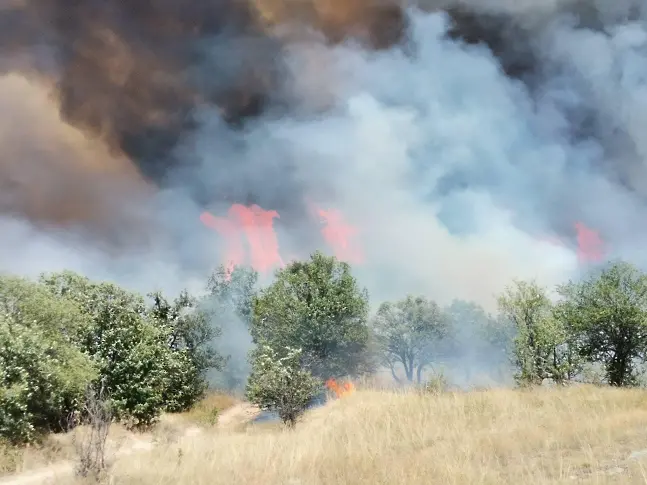 ОБЗОР: Пожар обхвана над 1000 дка иглолистна гора край Стрелча