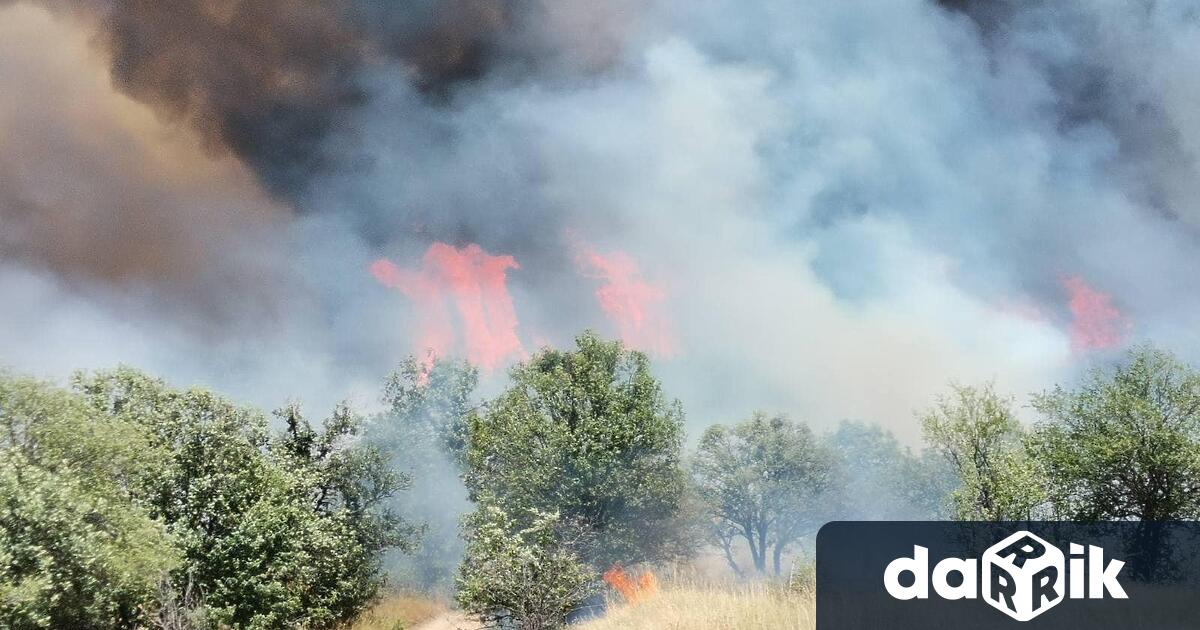 Иглолистна гора в землището на гр Стрелча се запали около