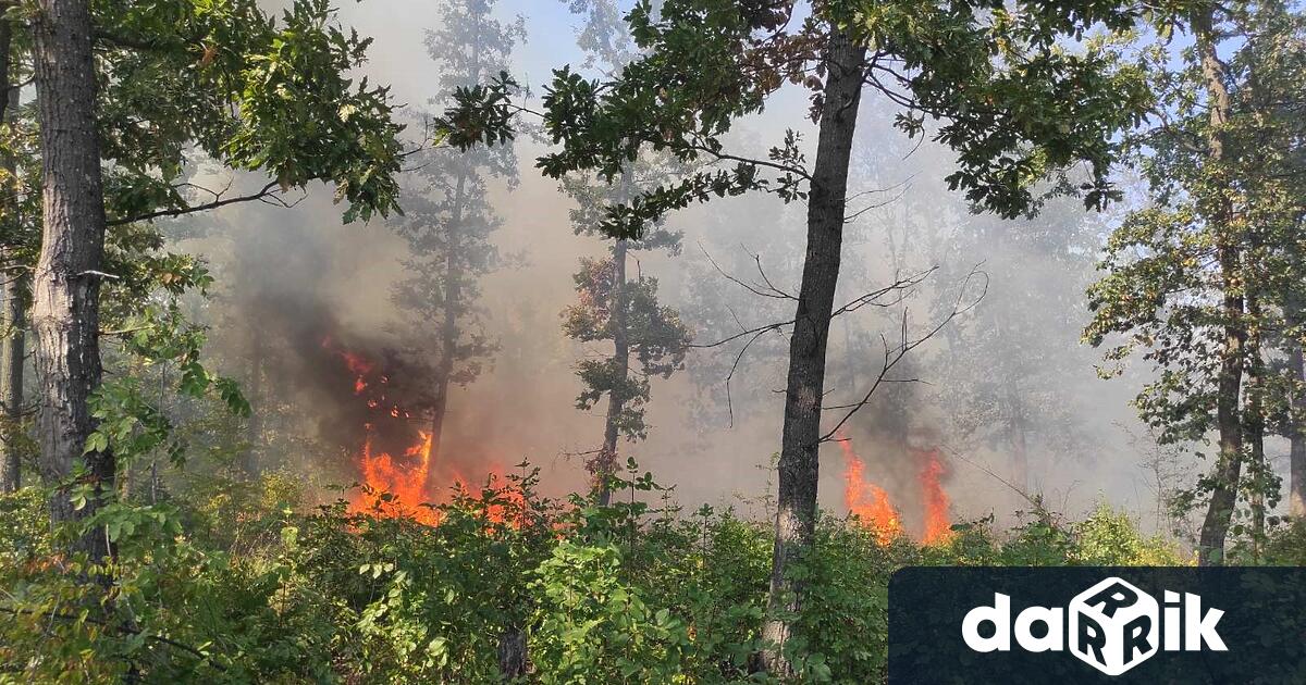 12 низови пожара са възникнали в горите на Централна Северна