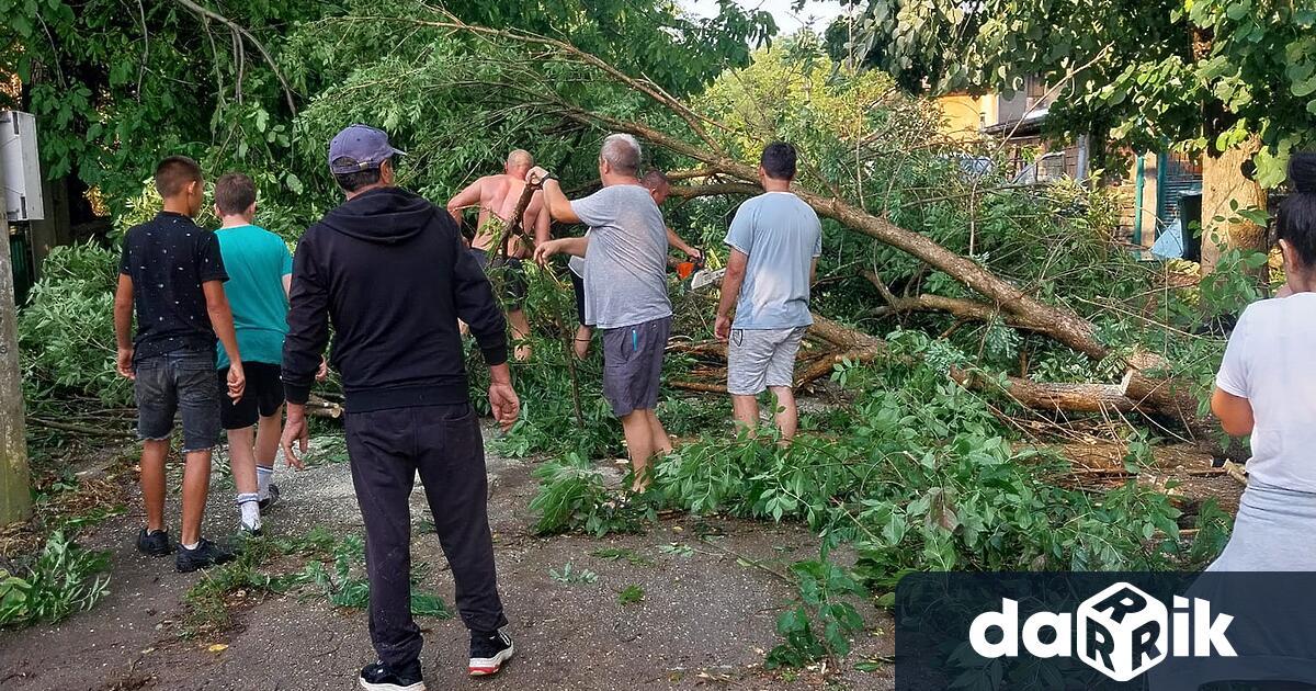 Много паднали дървета в резултат на силната буря днес имаше