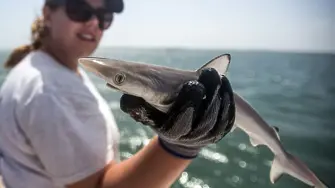 Акули на кокаин: Хищни риби край бреговете на Бразилия не издържаха теста за наркотици