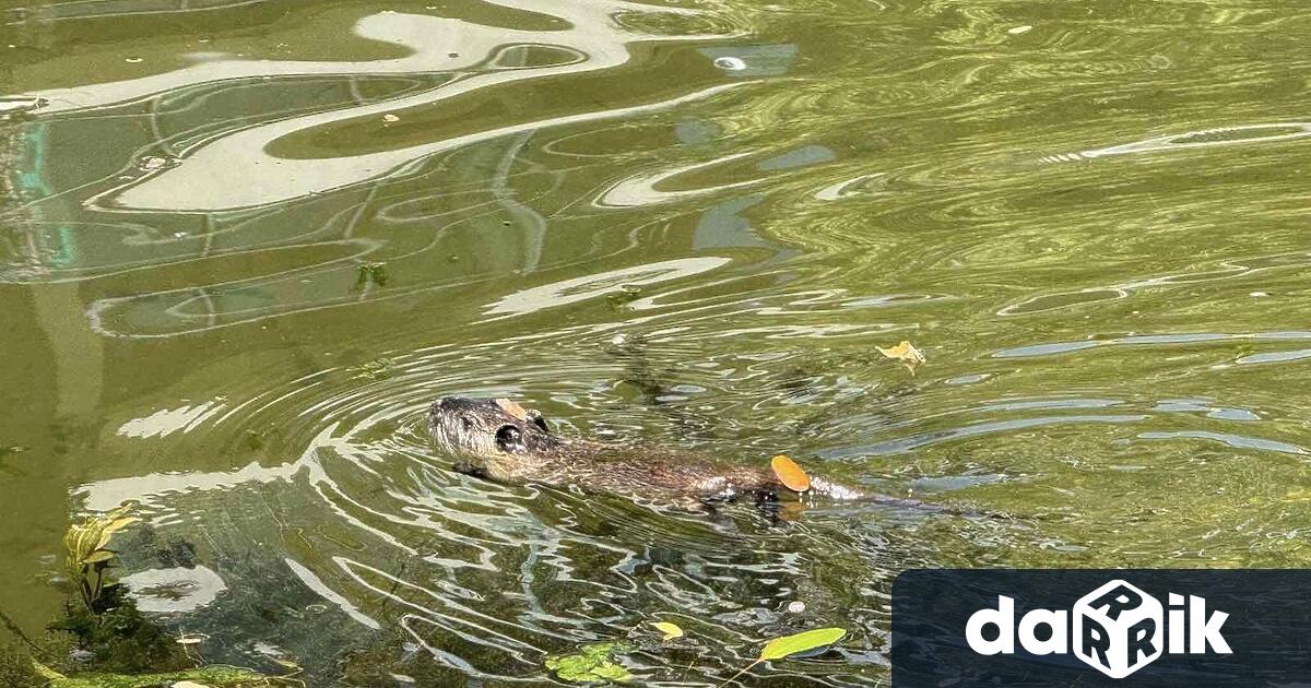 Почистването на коритото на река Марица продължава След прекъсването заради