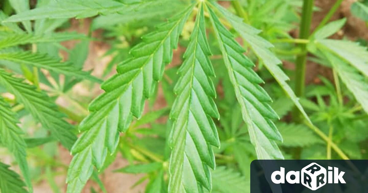 На 7 август след подаден сигнал в полицията оперативна група