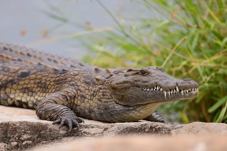 Откриха крокодил в София, отглеждан в специално изкопана дупка