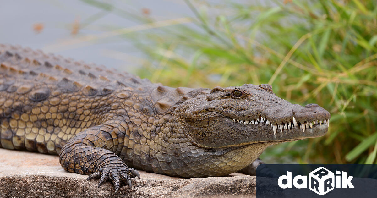 В столичния квартал Ботунец е открит крокодил който е отглеждан в