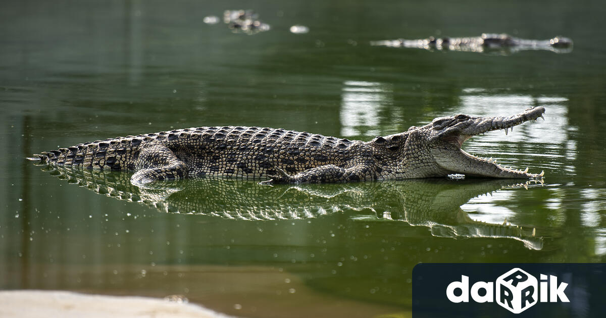 Според експерти крокодилите са най големите и опасни водни влечуги на