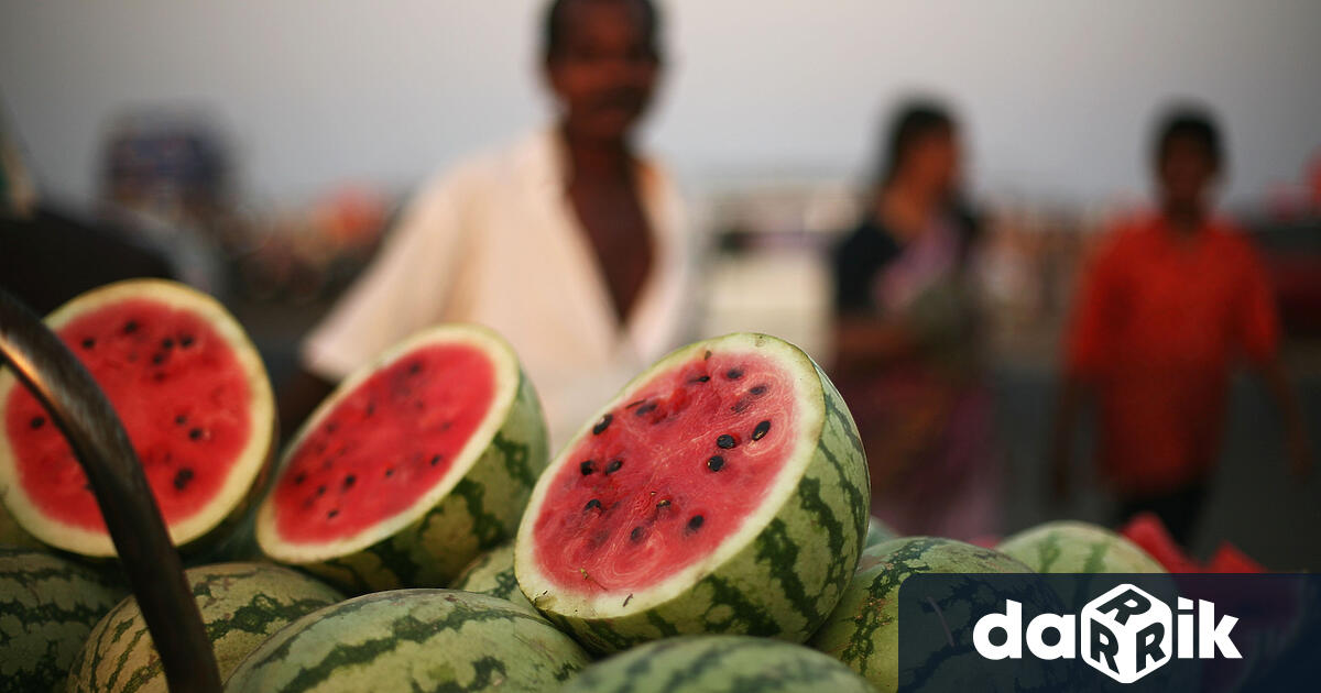 На 3 август отбелязваме световния ден на динята Тя е