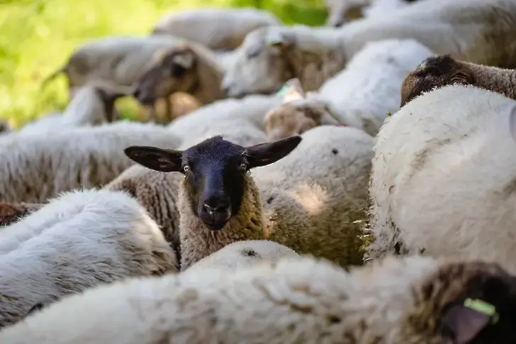 България затяга мерките заради чумата по овце и кози в Гърция и Румъния