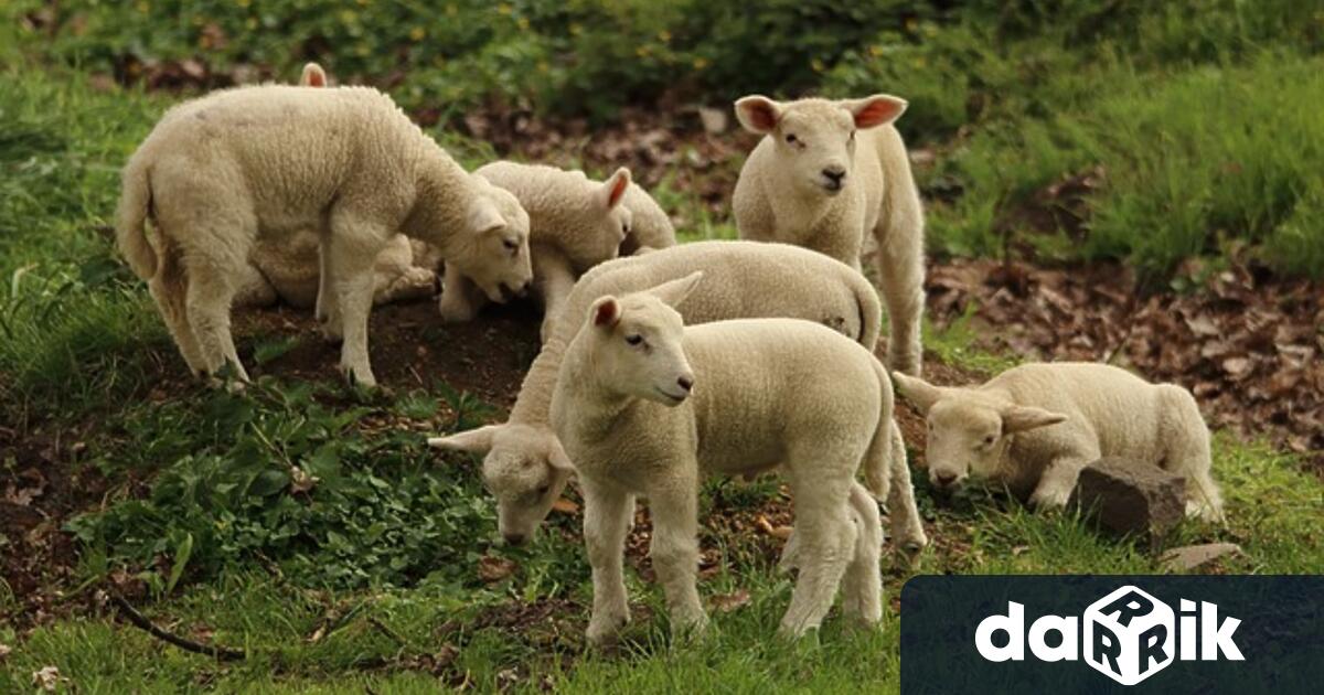 Постоянно действащата областна епизоотична комисия ще заседава този понеделник 5