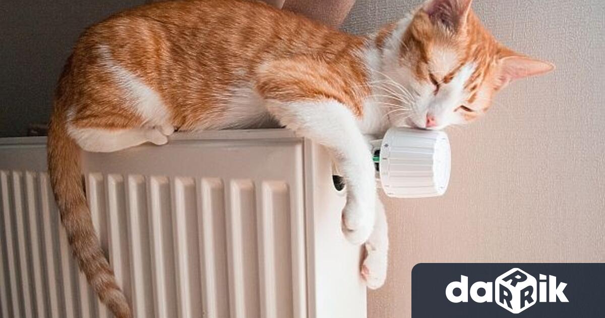 На 8 август отблелязвамеМеждународния ден на котката Празникът на най предпочитания