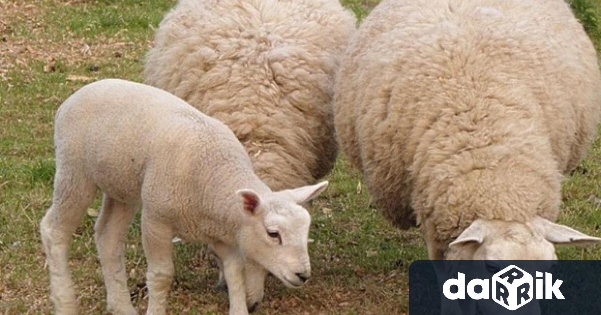 Общинската епизоотична комисия проведе заседание във връзка с влошената обстановка