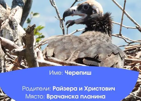 Две новоизлюпени лешоядчета  в Природен парк "Врачански Балкан" получиха своите имена 