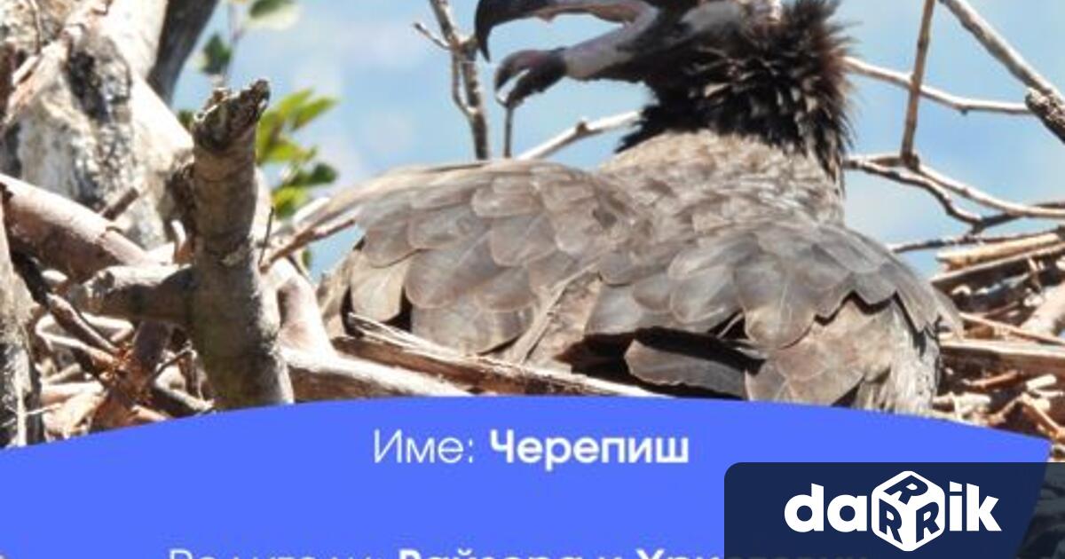 Добралин и Черепиш се казват двете малки лешоядчета излюпени през