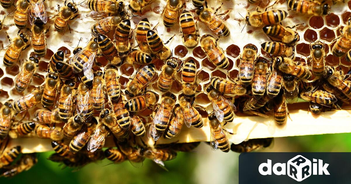 Научна лаборатория за изследване на ползите от мановия мед ще