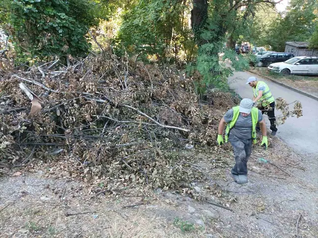 Общински екипи почистват изрязаните сухи клони в Плевен/СНИМКИ/
