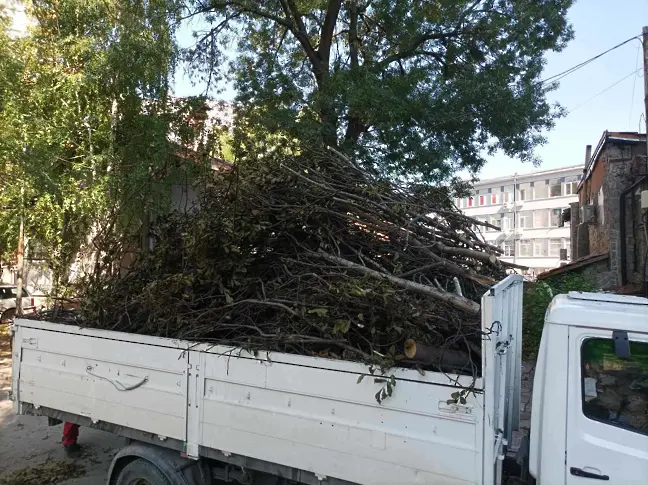 Общински екипи почистват изрязаните сухи клони в Плевен/СНИМКИ/