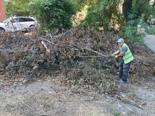 Общински екипи почистват изрязаните сухи клони в Плевен/СНИМКИ/