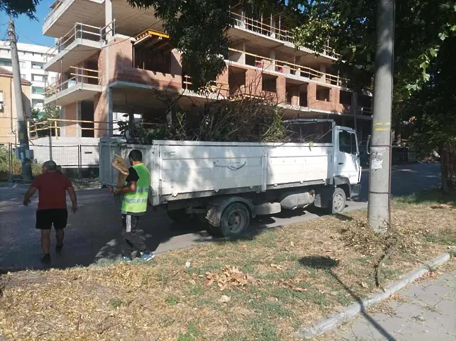 Общински екипи почистват изрязаните сухи клони в Плевен/СНИМКИ/