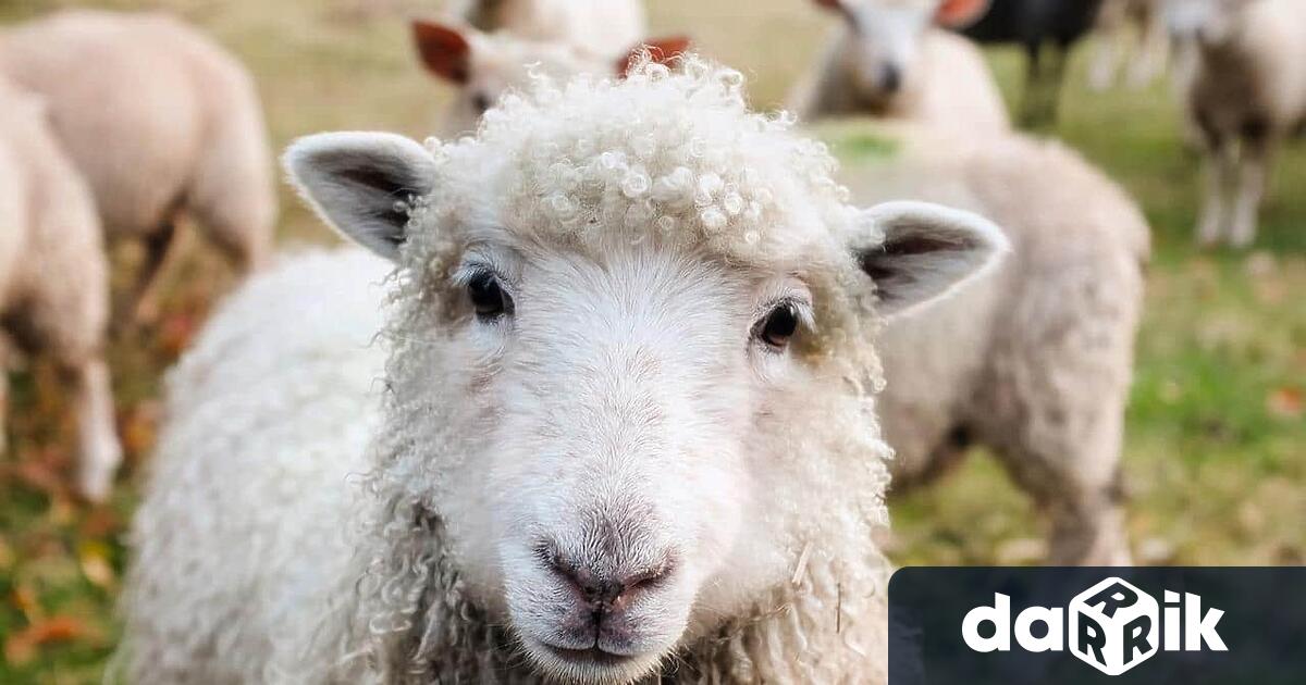 Продължават да се увеличават огнищата на чума по дребните преживни